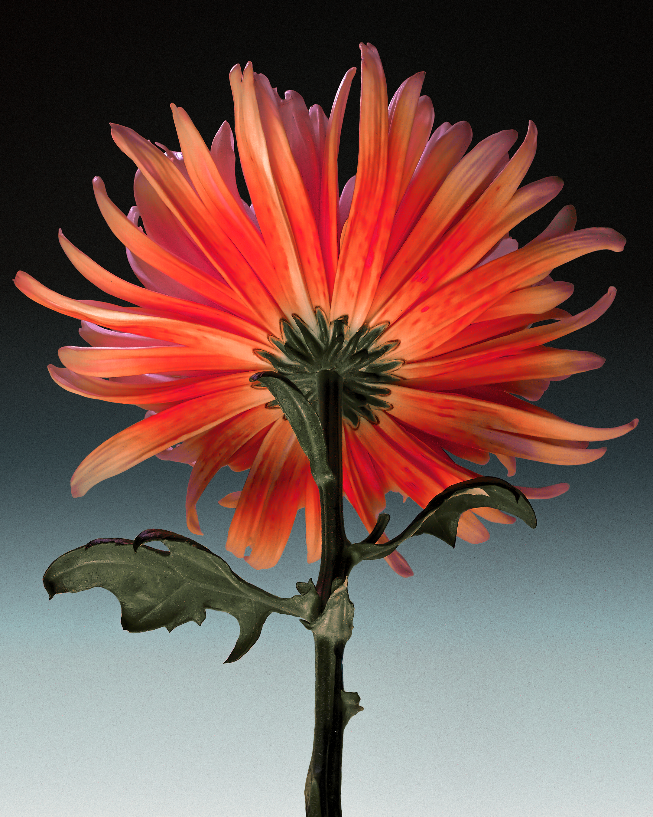 Pink and coral flower with green leaves on a soft gradient background. 