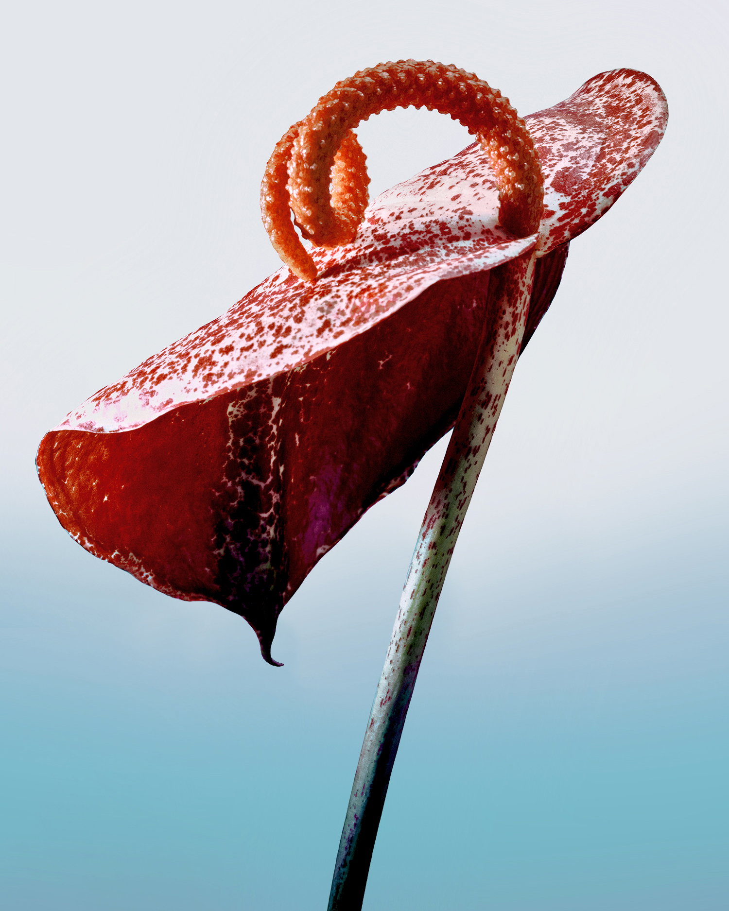 Close-up of an Araceae Anthurium scherzerianum flower with powdered surface, against a gradient blue background. 